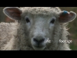 Sheep Face 737